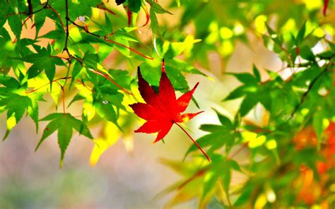 Maple Leaf Desktop Wallpaper, Maple Leaf Backgrounds - 1920x1200 ...