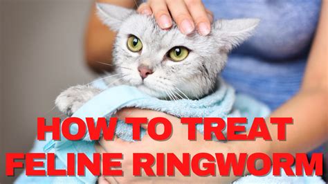 What is the best, most effective treatment for feline ringworm ...