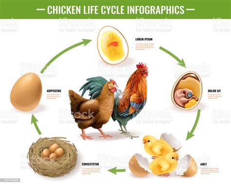 Infografis Siklus Hidup Ayam Yang Realistis Ilustrasi Stok - Unduh ...