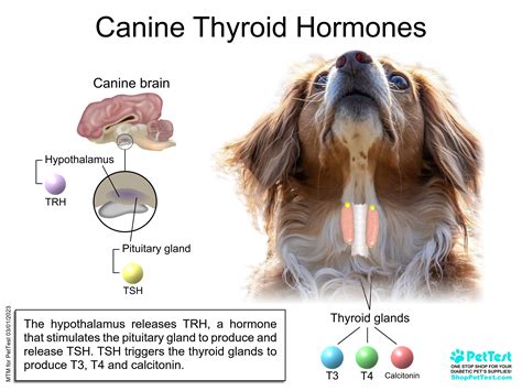 How Do You Check A Dogs Thyroid