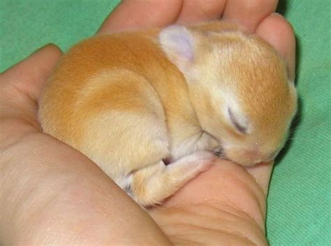 Sleeping bunny | Teh Cute - Cute puppies, cute kittens & other adorable ...