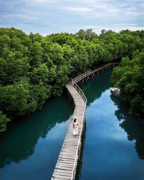 5 Wisata Hutan Mangrove di Indonesia yang Seru untuk Dijelajahi