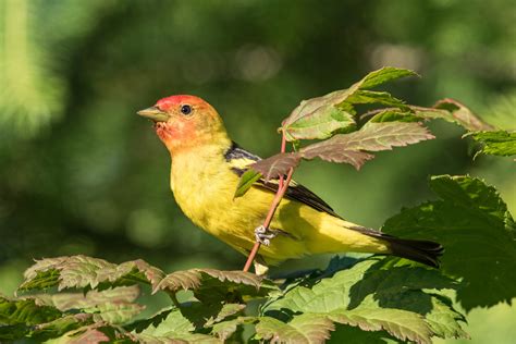 Western Tanager — Eastside Audubon Society