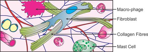 Areolar Connective Tissue