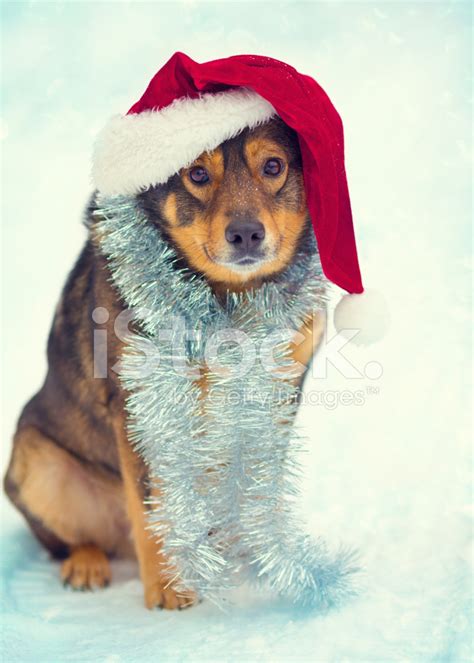 Dog Wearing Santa Hat Outdoor Stock Photo | Royalty-Free | FreeImages