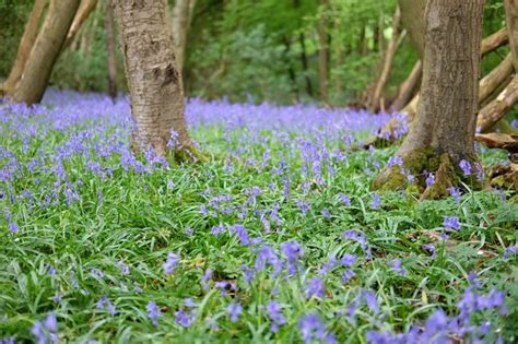 How to Grow Bluebells - BBC Gardeners World Magazine