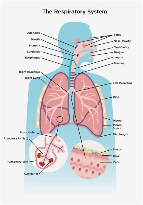 The Respiratory System | Other Quiz - Quizizz