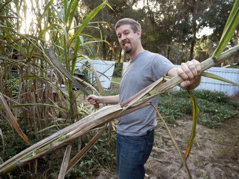 Sugar cane harvesting | The Survival Gardener