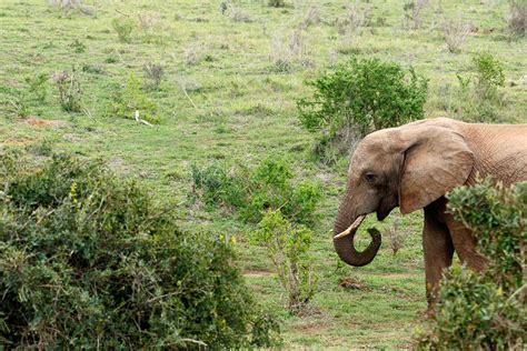 Elephant standing and eating grass Elephant standing and eating grass ...