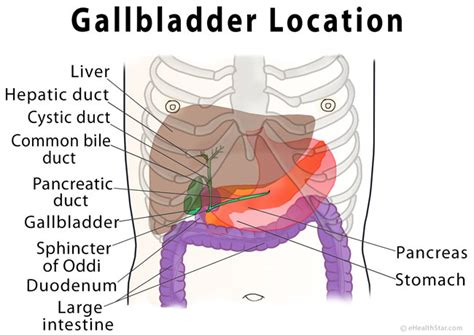 Gallbladder Pain Location Diagram, Symptoms, Causes, Relief - eHealthStar