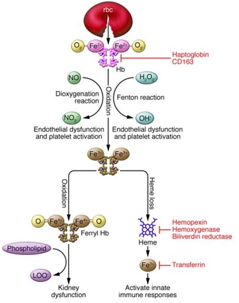 JCI - Hemolysis and cell-free hemoglobin drive an intrinsic mechanism ...