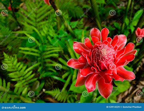 Flower color red in nature stock image. Image of natural - 53914229