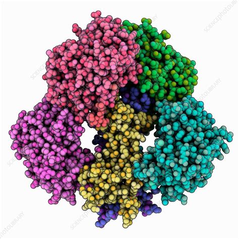 Nerve growth factor complex - Stock Image - C035/8181 - Science Photo ...