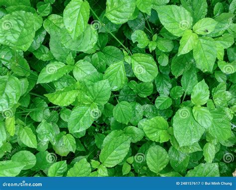 Fresh Green Leaves of Egyptian Spinach Plant Corchorus Olitorius Stock ...