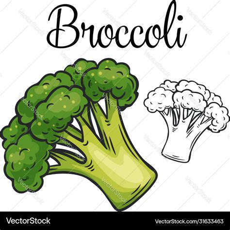 Broccoli drawing icon Royalty Free Vector Image