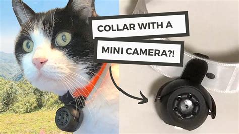 Cat Camera Collars That Make Your Cats Easy to Find in the Dark | Glow ...