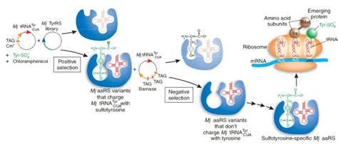 Sulfation Regulators - Creative Diagnostics