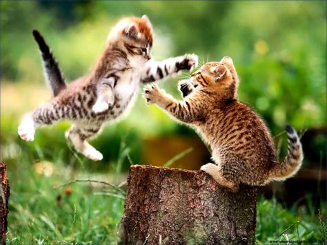 Cats Kittens Box Hd Wallpaper | All Wallpapers Desktop