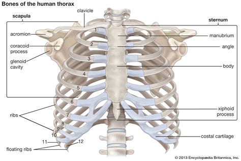 rib cage | Anatomy & Function | Britannica