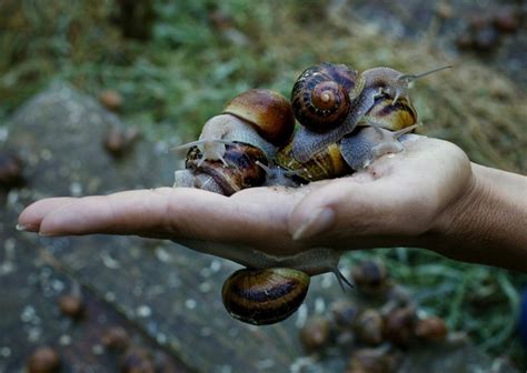 19 best images about Snail farming on Pinterest | Raising, Pets and Culture