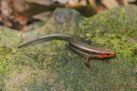 Male Southern Coal Skink by kaptainkory, via Flickr | Reptiles and ...