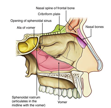 Anatomy Of Nasal Cavity - Anatomical Charts & Posters