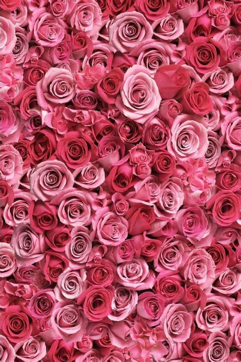 Rose Wallpaper For Iphone