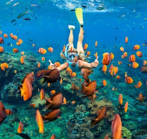 Best Snorkeling Adventure: Bahamas cruise paradise is offering snorkel ...