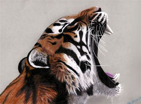 Majestic Yawning Tiger - Captivating Colored Pencil Art