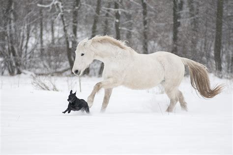 15 White Horse Breeds You Should Know - Seriously Equestrian