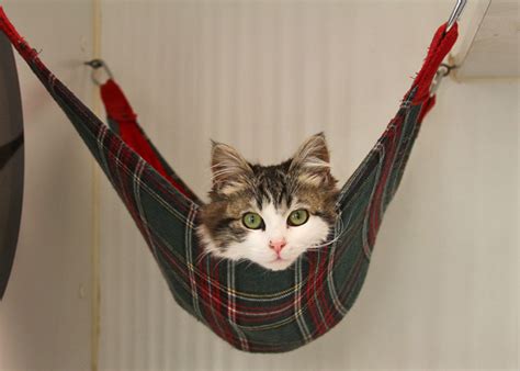 Cat Hammocks: The purr-fect solution