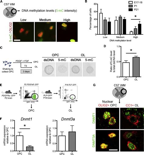 Increased Levels of DNA Methylation and Dynamic Expression of DNA ...