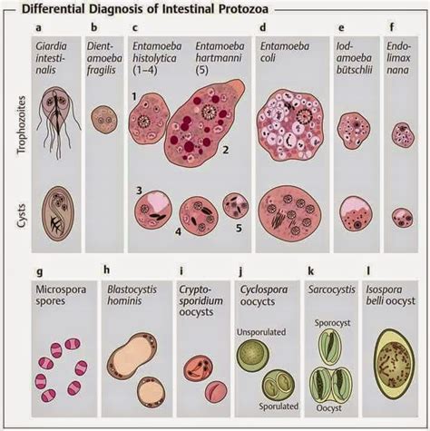 Medical Laboratory and Biomedical Science: Overview of Intestinal ...