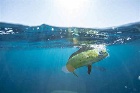 Underwater Fishing Photography: Tips for Success | Hatch Magazine - Fly ...