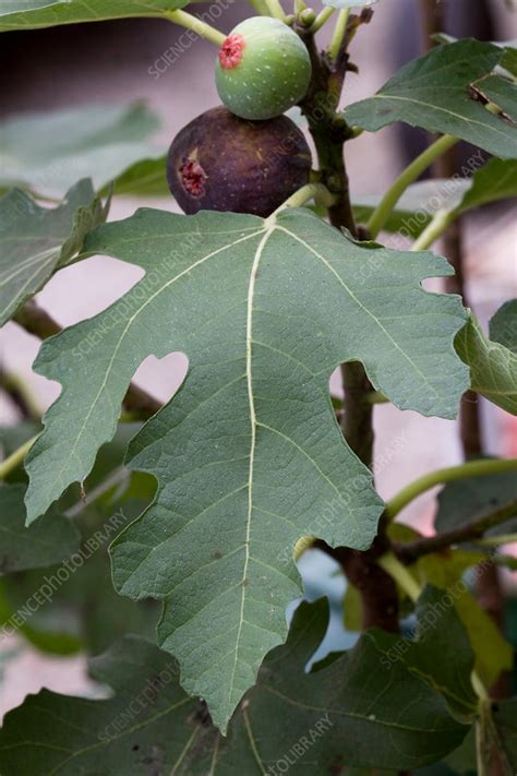 Brown Turkey Fig Tree - Stock Image - F031/5482 - Science Photo Library