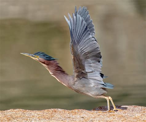 Green Heron | San Diego Bird Spot