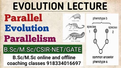 Parallel evolution | Parallelism - YouTube