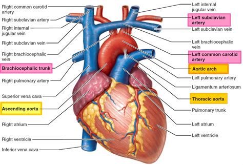 Aorta anatomy, function, branches, location & aorta problems