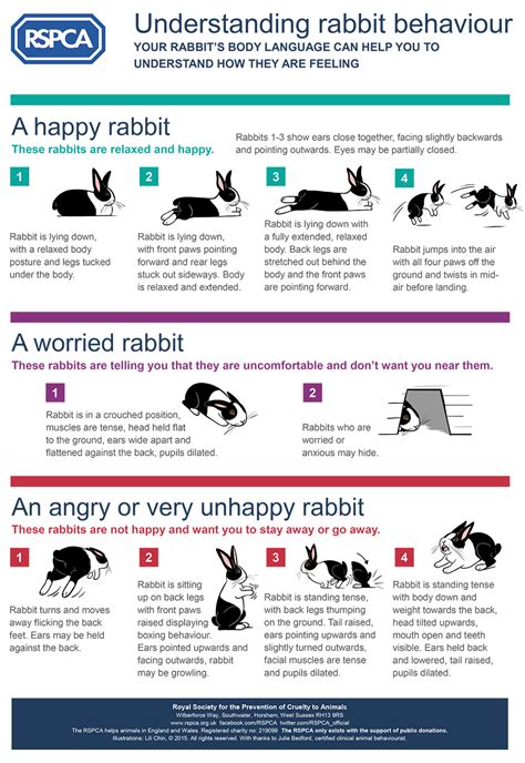 Understanding Rabbit Behaviour : r/Rabbits