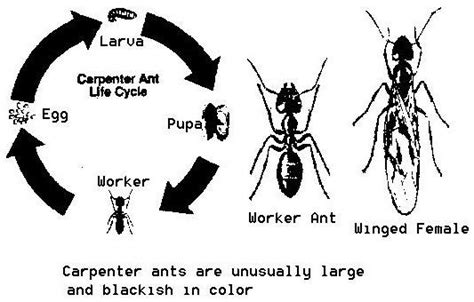 Carpenter Ants | Entomology