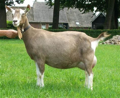 Toggenburg goat breed profile – Artofit