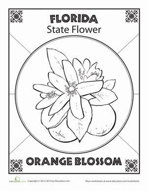 Florida State Flower Page Coloring Pages