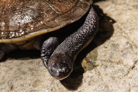 The Rote Island snake-necked turtle (Chelodina mccordi) is one of 32 ...