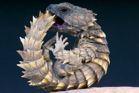 Armadillo Lizard Care Sheet: The Complete Guide | Reptile Advisor