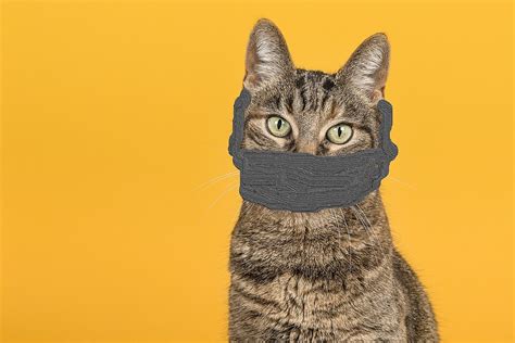 Cats Wearing Medical Masks Is The Latest Trend On Social Media