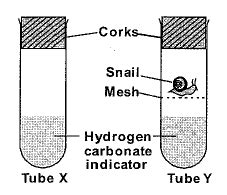 Vidya sets up an experiment as shown in the figure. Hydrogen carbonate ...