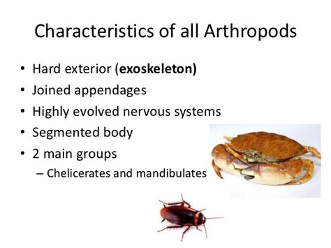 Chapter 9 arthropods zoology