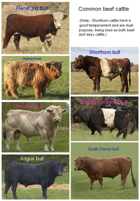 Beef Types Cattle images