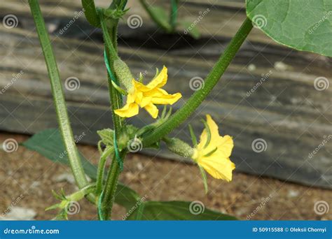 Flowering cucumber stock photo. Image of self, flowering - 50915588