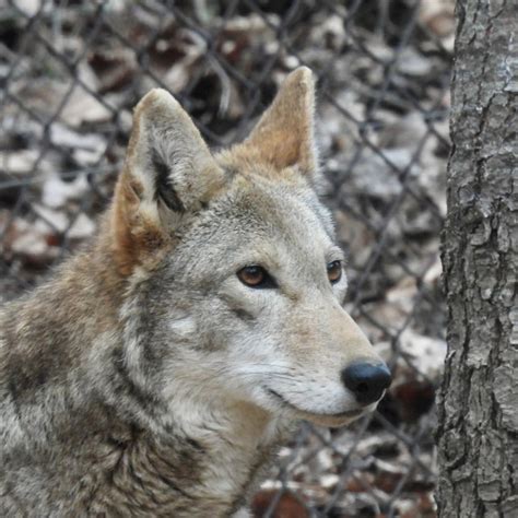 Endangered Red Wolves - Common Ground